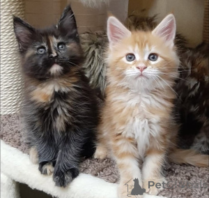 Photo №1. siberian cat - for sale in the city of Cologne | Is free | Announcement № 160190