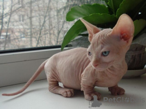 Photo №2 to announcement № 93699 for the sale of sphynx cat - buy in Germany private announcement