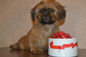 Photo №1. shih tzu - for sale in the city of Cherepovets | 173$ | Announcement № 1227