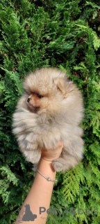 Additional photos: Pomeranian purebred BOO puppies