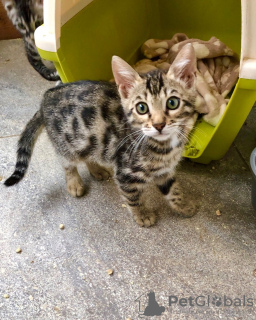 Photo №3. Vaccinated Bengal Cats kittens available for Adoption. Germany