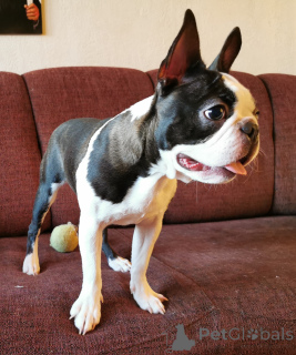 Photo №2 to announcement № 139103 for the sale of boston terrier - buy in Hungary breeder