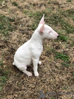 Photo №1. bull terrier - for sale in the city of Москва | negotiated | Announcement № 17574
