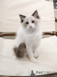 Photo №3. Healthy, Well-Socialized Ragdoll Kittens Ready to Go Home!. Germany