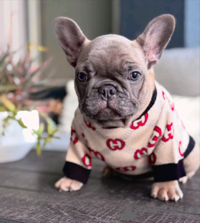 Photo №1. french bulldog - for sale in the city of Berlin | 1412$ | Announcement № 139066