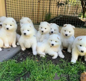 Photo №1. samoyed dog - for sale in the city of Belfast | 475$ | Announcement № 75576