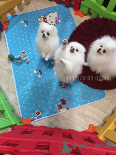 Photo №2 to announcement № 137192 for the sale of pomeranian - buy in Georgia private announcement, from nursery, breeder