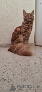 Photo №3. Main -kun kitten with documents for sale. Russian Federation