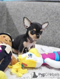 Photo №2 to announcement № 109957 for the sale of chihuahua - buy in Czech Republic 