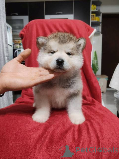 Photo №4. I will sell alaskan malamute in the city of Bachka-Palanka.  - price - negotiated