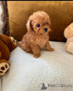 Photo №1. poodle (toy) - for sale in the city of Lindenfels | 361$ | Announcement № 178877