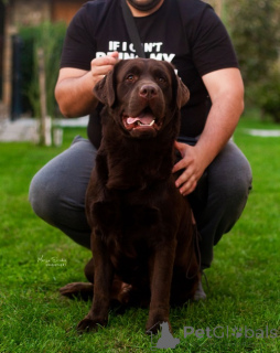 Photo №4. I will sell labrador retriever in the city of Belgrade. breeder - price - negotiated