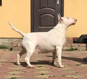 Photo №4. I will sell bull terrier in the city of Krasnodar. from nursery - price - 545$