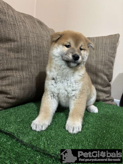 Photo №4. I will sell shiba inu in the city of Zrenjanin.  - price - negotiated