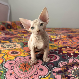 Photo №2 to announcement № 149612 for the sale of sphynx-katze - buy in Turkey breeder