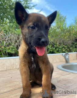 Additional photos: Malinois puppies