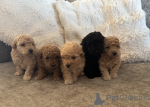 Photo №1. poodle (toy) - for sale in the city of LARNACA | negotiated | Announcement № 168871
