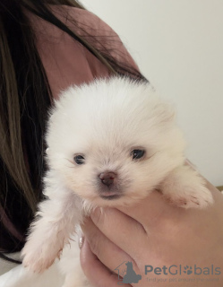 Additional photos: Super tiny snowballs Pomeranians