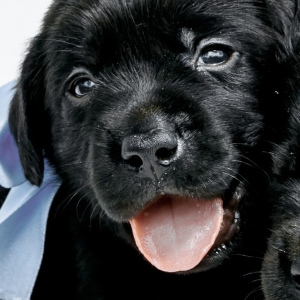 Photo №2 to announcement № 2949 for the sale of labrador retriever - buy in Russian Federation breeder