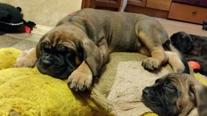 Additional photos: puppies cane corso