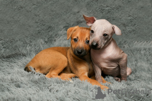 Photo №3. Mexican naked girls puppies - xoloitzcuintli. Russian Federation