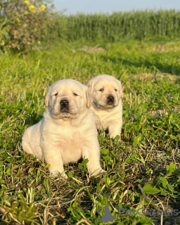 Photo №1. labrador retriever - for sale in the city of Paris | negotiated | Announcement № 158384