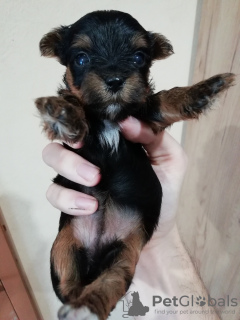 Additional photos: Yorkie/Kawaiiork puppies