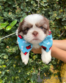 Photo №3. Shih Tzu puppy available. Netherlands