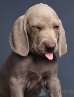 Photo №4. I will sell weimaraner in the city of St. Petersburg. from nursery, breeder - price - 651$