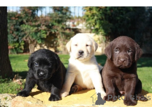 Photo №1. labrador retriever - for sale in the city of Bamberg | negotiated | Announcement № 170186