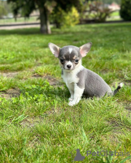 Photo №2 to announcement № 105279 for the sale of chihuahua - buy in Germany breeder
