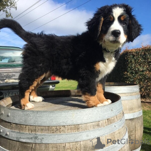 Photo №1. bernese mountain dog - for sale in the city of Aizlingen | negotiated | Announcement № 169611