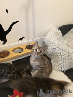 Photo №2 to announcement № 64650 for the sale of bengal cat - buy in Germany private announcement, from nursery