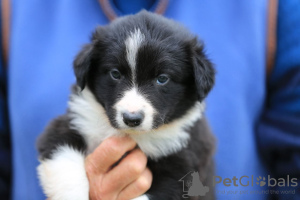 Photo №1. non-pedigree dogs - for sale in the city of Bamberg | Is free | Announcement № 118073