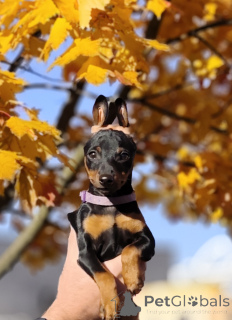 Photo №1. miniature pinscher - for sale in the city of Bobruisk | negotiated | Announcement № 156356