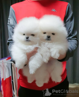 Photo №1. pomeranian - for sale in the city of Fresno | negotiated | Announcement № 20528