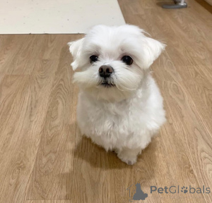 Photo №1. maltese dog - for sale in the city of Lille | negotiated | Announcement № 173309