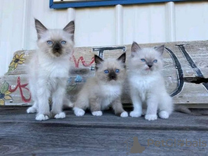 Photo №1. ragdoll - for sale in the city of Берлинген | 471$ | Announcement № 130353