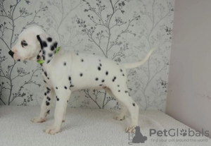 Photo №2 to announcement № 32045 for the sale of dalmatian dog - buy in Germany private announcement