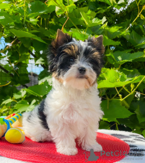 Photo №2 to announcement № 107223 for the sale of beaver yorkshire terrier - buy in Belarus 