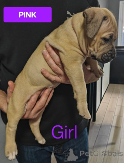 Photo №2 to announcement № 161555 for the sale of non-pedigree dogs - buy in Australia private announcement