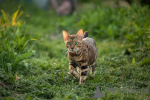 Photo №3. Bengal cat. Belarus