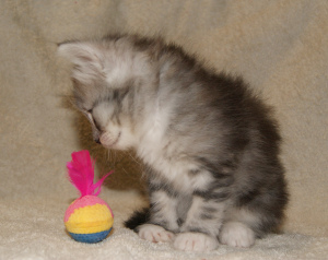 Photo №2 to announcement № 4103 for the sale of siberian cat - buy in Russian Federation from nursery