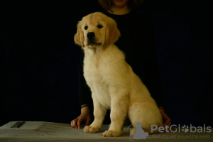 Photo №2 to announcement № 13618 for the sale of golden retriever - buy in Russian Federation breeder