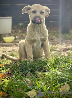 Additional photos: Wonderful puppies in good hands.