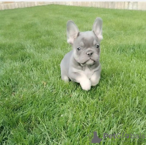 Additional photos: French Bulldog puppies