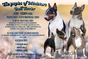 Photo №1. bull terrier - for sale in the city of Новоуральск | 1041$ | Announcement № 52533