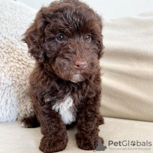 Photo №2 to announcement № 86363 for the sale of poodle (toy) - buy in Germany breeder