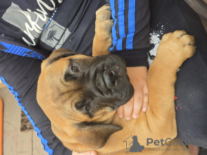 Additional photos: looking for a new home 2 Bullmastiff females born on 23.07.2024