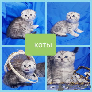 Photo №2 to announcement № 43879 for the sale of scottish fold - buy in Belarus private announcement